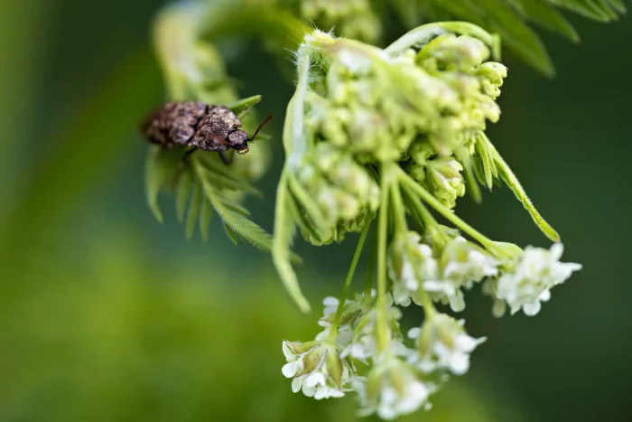 Nahaufnahme eines braunen Käfers auf einer weißen Blüte mit grünem Hintergrund