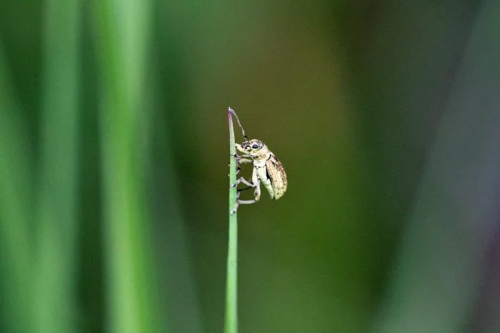 Käfer sitzt auf einem dünnen Grashalm vor unscharf grünem Hintergrund