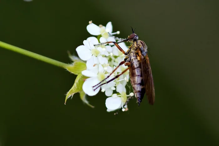 Nahaufnahme einer braunen Fliege mit langen Beinen auf einer kleinen weißen Blüte vor unscharf grünem Hintergrund