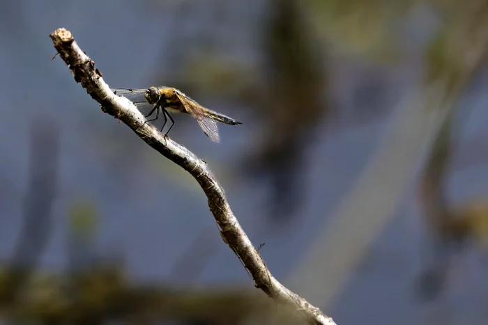 Libelle sitzt seitlich auf einem dünnen, schräg verlaufenden Ast vor unscharfem Hintergrund