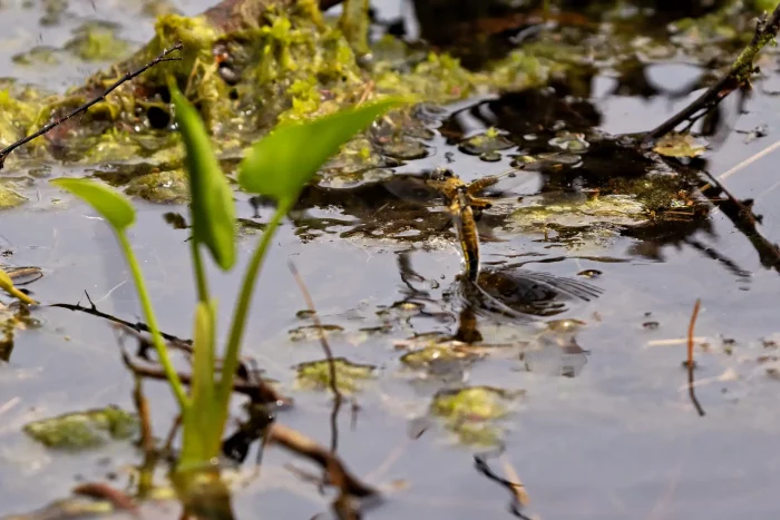 Libelle bei der Eiablage über Wasser im Moor mit Pflanzen und Algen
