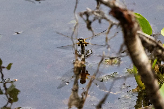 Libelle bei der Eiablage im Moorgewässer, teilweise von Ästen verdeckt