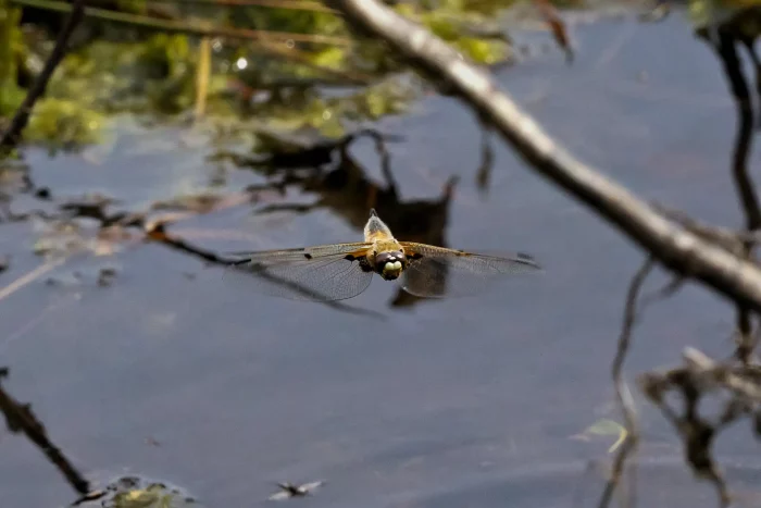 Libelle im Flug über einer Wasserfläche im Moor mit ausgebreiteten Flügeln